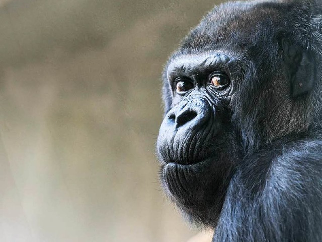 Goma ist bei guter Gesundheit.  | Foto: Zoo Basel