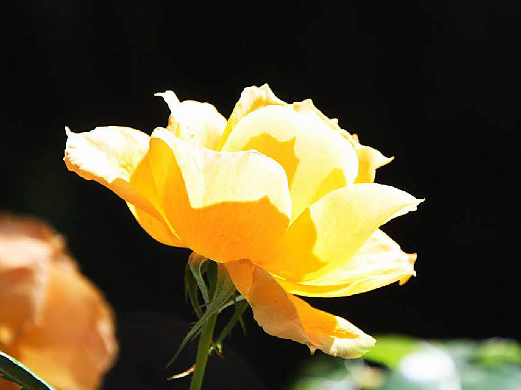 Diese gelbe Rose blht auf dem Au-Friedhof in Bad Sckingen.