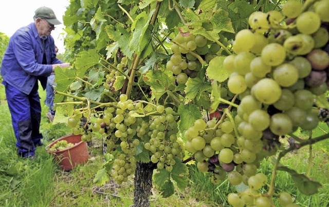 Doppelte Erntezeit ist derzeit für die...11; im Weinberg und bei Wettbewerben. | Foto: dpa Doppelte Erntezeit ist derzeit für die...11; im Weinberg und bei Wettbewerben. | Foto: dpa
