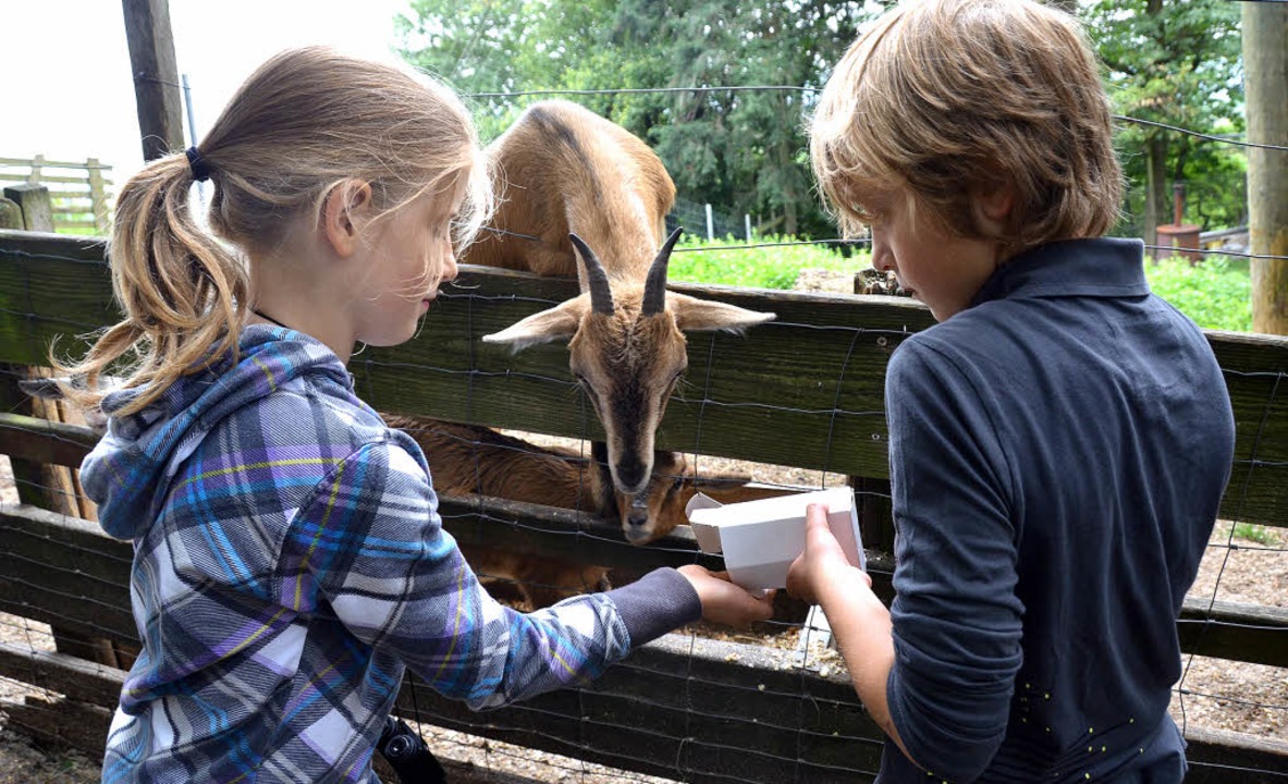 Das Veterinäramt empfiehlt, im neuen Tiergehege zunächst Ziegen unterzubringen.   | Foto: archivfoto: rab