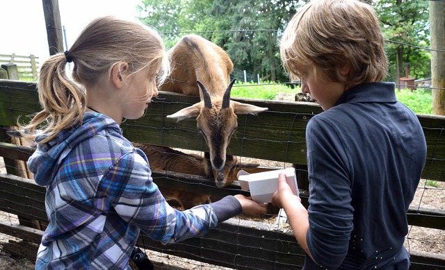 Das Veterinramt empfiehlt, im neuen Tiergehege zunchst Ziegen unterzubringen.   | Foto: archivfoto: rab