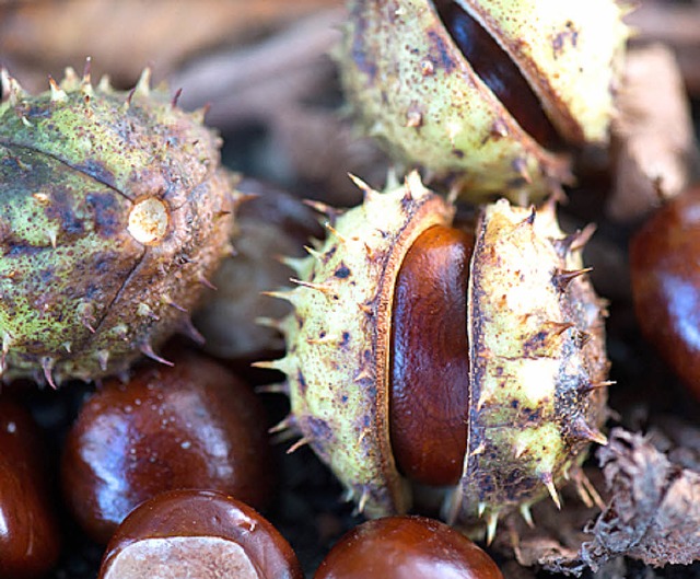 Herbstliche Frchte gilt es zu erkennen.  | Foto: dpa