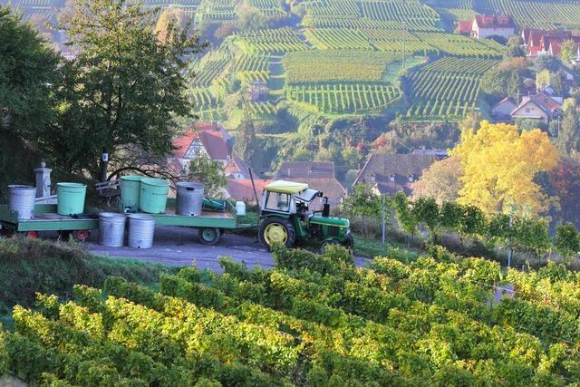 Weinlese am Kaiserstuhl: Bislang stimmt die Qualität der Trauben