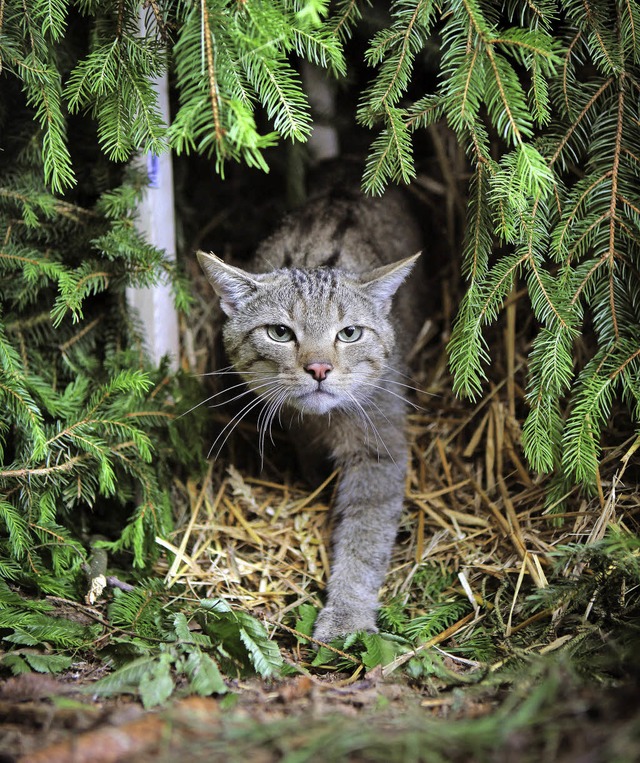 Auch Wildkatzen gibt es im Gebiet des ...Naturschutzgebietes Zwlferholz-Haid.   | Foto: dpa
