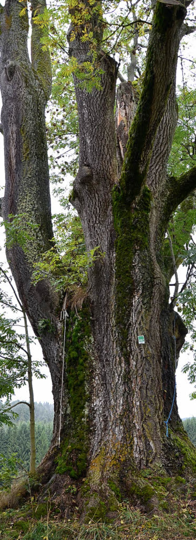 Die jahrhundertealte Esche beim Hierahof in Saig ist ein Naturdenkmal.   | Foto: Alexandra Wehrle