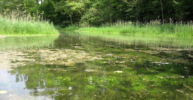 Die geschtzten Quelltpfe und Gieen zeichnen diese Auenlandschaft aus.   | Foto: Privat