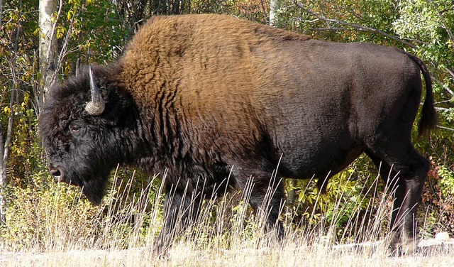 Prchtig behaart und mchtig gro: der Bison   | Foto: Gerd Braune