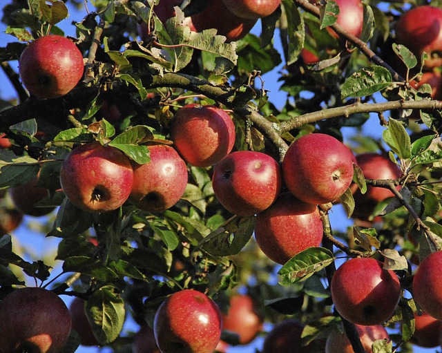 BUND sammelt  pfel aus Streuobstwiesen zum Mosten.  | Foto: Schmidt