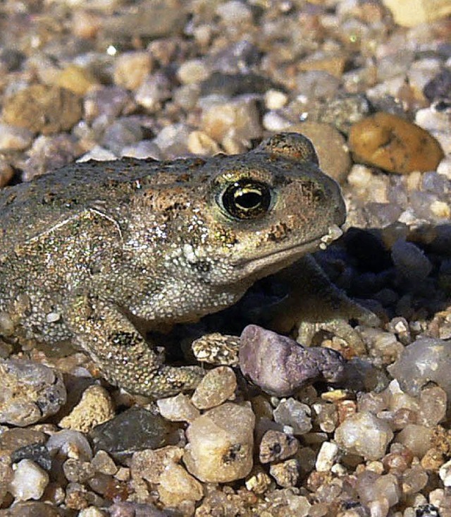 Im Schlttle gilt es, Kreuzkrten zu schtzen.   | Foto: Reinhold Treiber