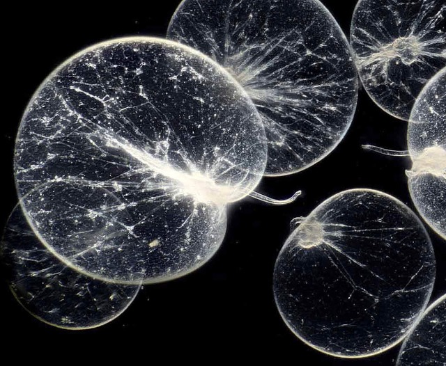 Meeresleuchttierchen im Mikrobenzoo   | Foto: Wim Van Egmond(Micropia, dpa)