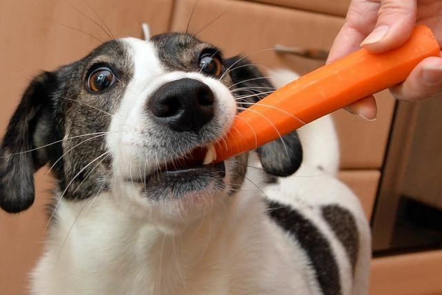 Vegane Ernährung für Hunde – ist das artgerecht?