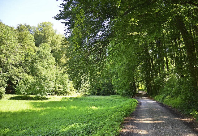 Inzlinger Gemeindewald im Ersteltal   | Foto: Nikolaus Trenz