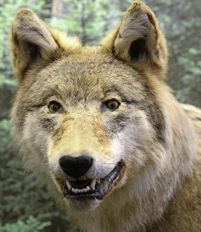 Ein ausgestopftes Exemplar von Canis lupus zeigt die Ausstellung im Waldhaus.    | Foto: Ingo Schneider