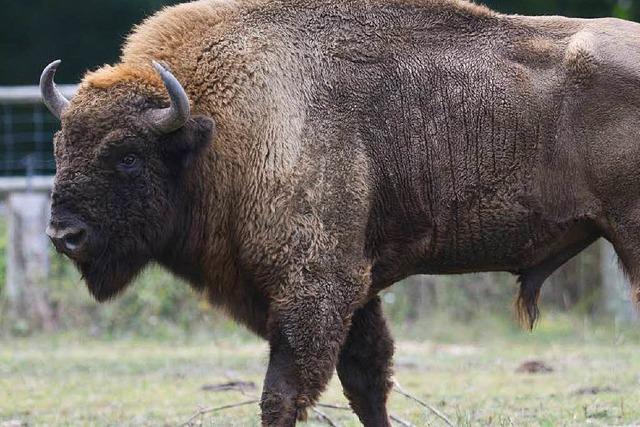 Gericht weist ausgewilderte Wisente in die Schranken