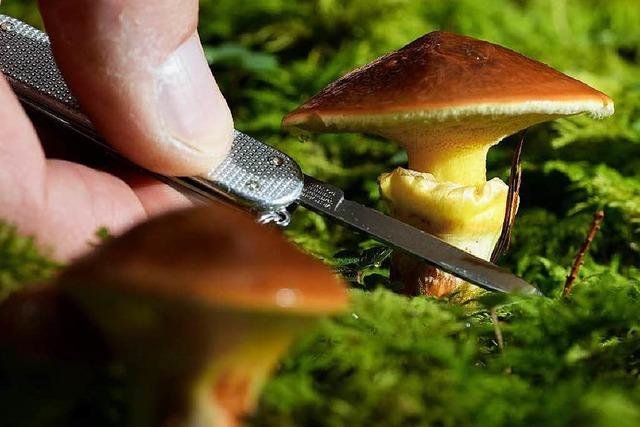 Behrden warnen Pilzsammler vor zu groer Ernte