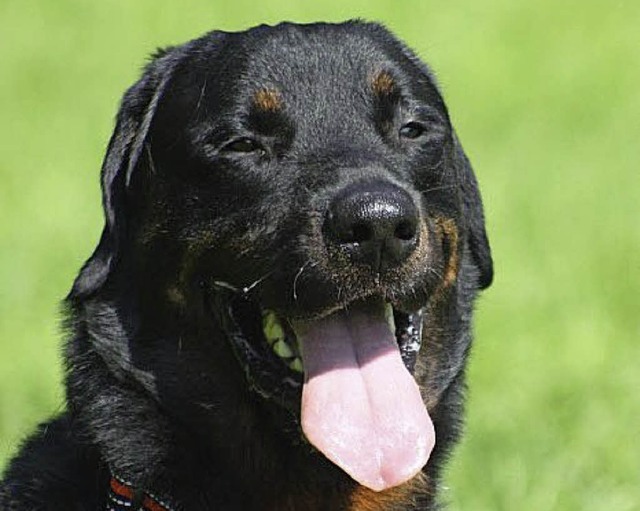 Rottweiler Marley   | Foto: Tierheim