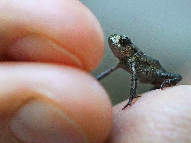 Kein Zentimeter gro ist dieser Minifr...en viele vom Aussterben bedroht sind.   | Foto: dpa