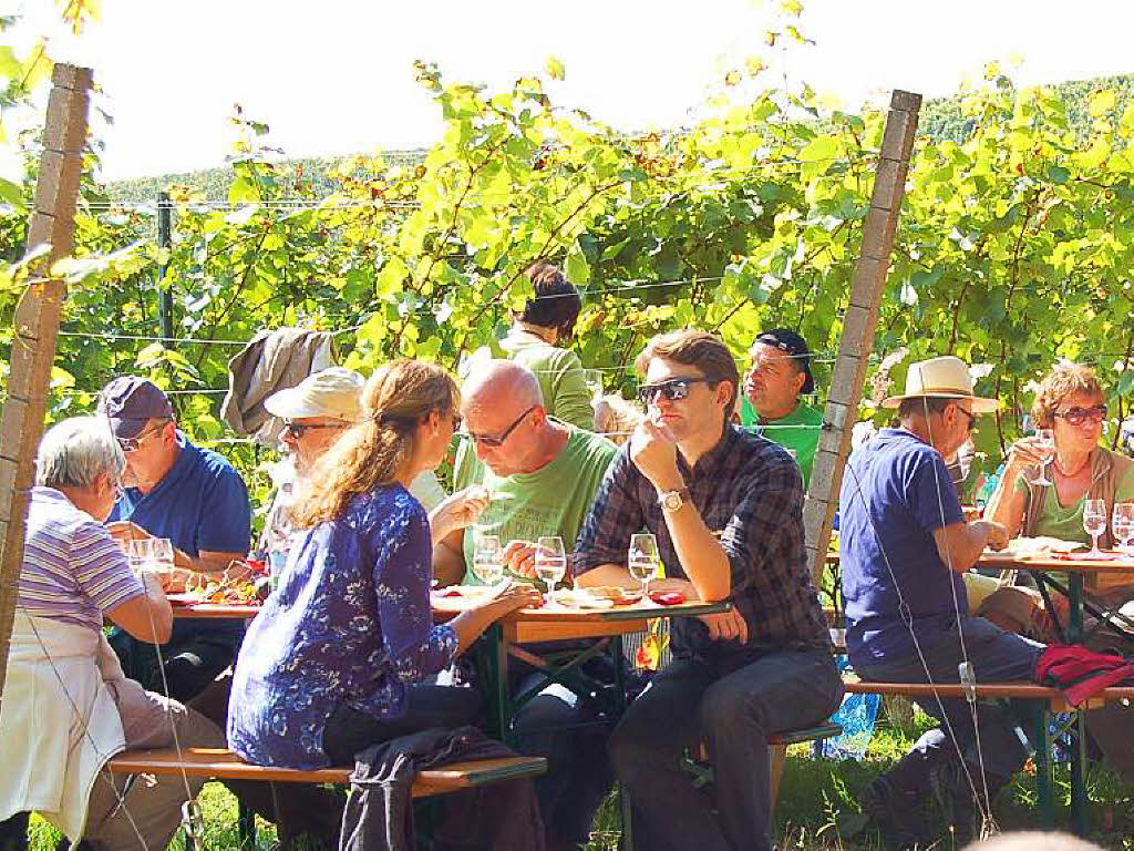 Einblicke zur Weinwanderung durch den Rebberg in Buchholz.