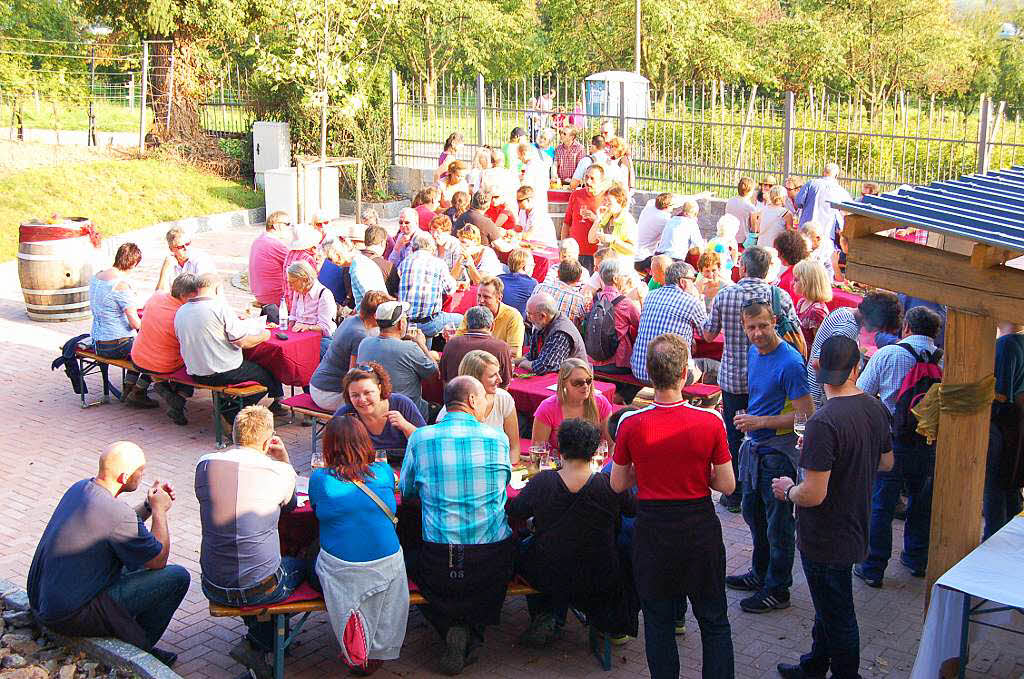 Einblicke zur Weinwanderung durch den Rebberg in Buchholz.