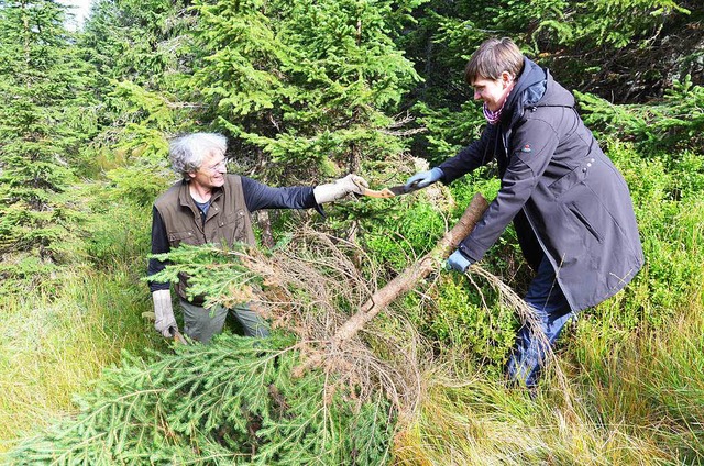 Freiwillige Helfer enthursten den Feldberg beim Bergwaldprojekt.  | Foto: Alexandra Wehrle