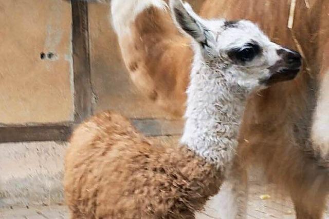 Neues Lama-Baby im Lahrer Stadtpark