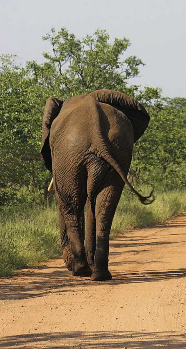 Tobias Schmidt referiert ber seine Reise nach Afrika.   | Foto: privat