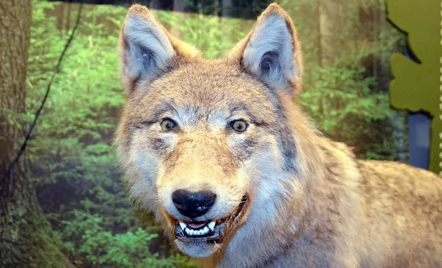 Sehen wie ein Wolf: Das vermittelt den...ine Experimentierstation im Waldhaus.   | Foto: Markus Boetzer