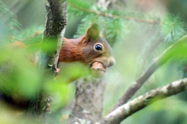 DAS EICHHRNCHEN