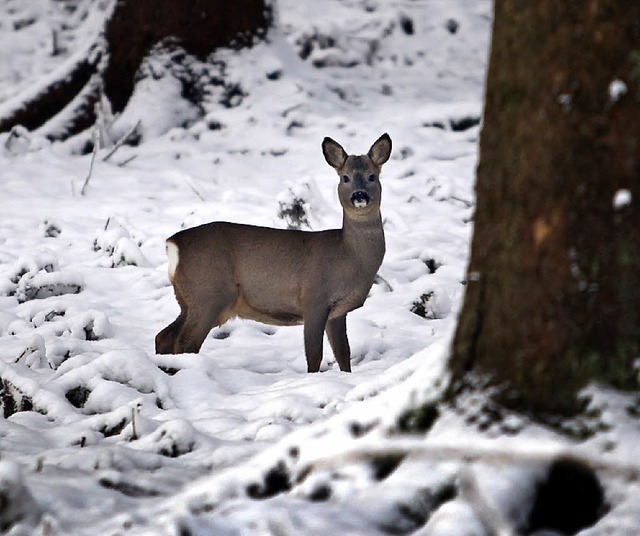 In den Hhenlagen des Schwarzwaldes is...n Wildtieren im Winter unverzichtbar.   | Foto: dpa