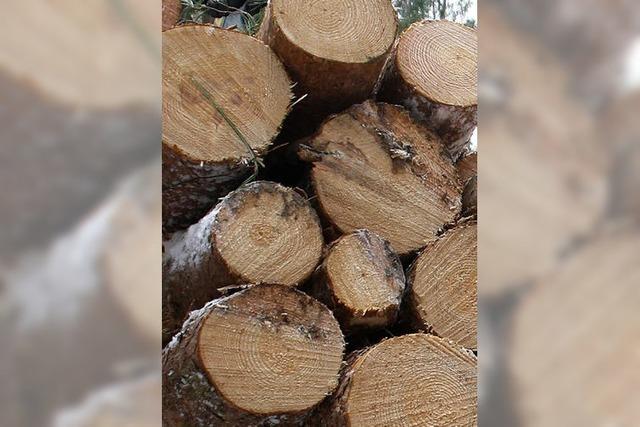 Viele Bumen werden fallen: Im Karsauer Wald sterben die Eschen