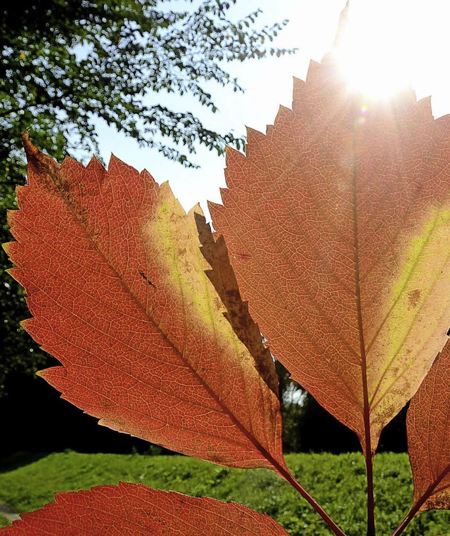 Kaiserstuhl. Buntes Herbstlaub zwischen Sasbach und Wyhl gesehen.  | Foto: Roland Vitt