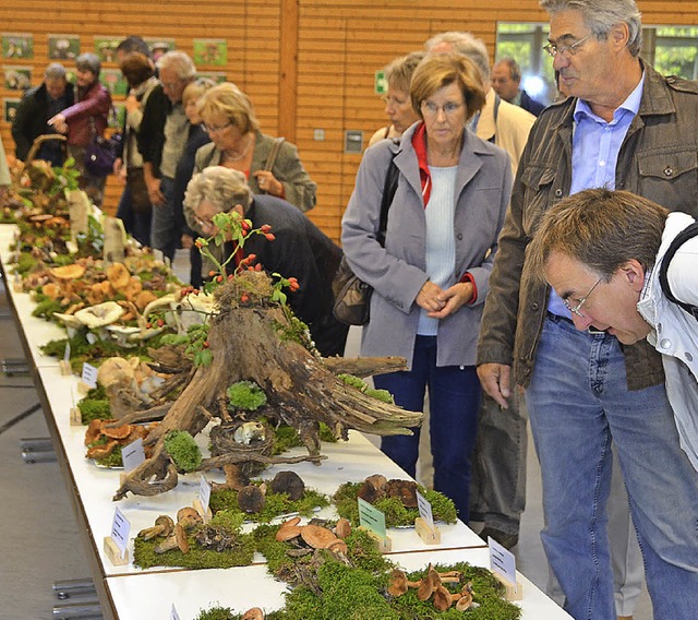 Die Pilzausstellung zieht Jahr fr Jahr viele Besucher an.  | Foto: SENF