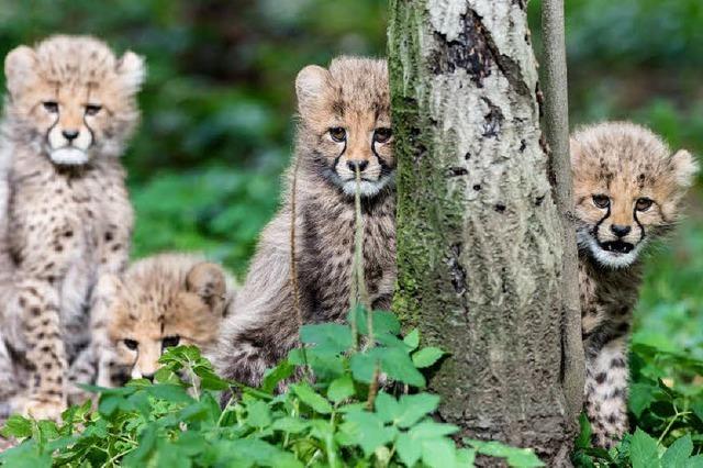 Vier Geparden-Babys im Zoo geboren