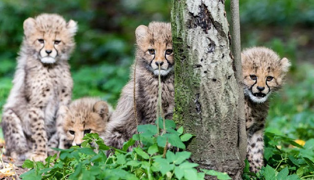 Die vier Jungen tragen noch eine Art T...n lngeren Rcken- und  Nackenhaaren.   | Foto: Zoo Basel