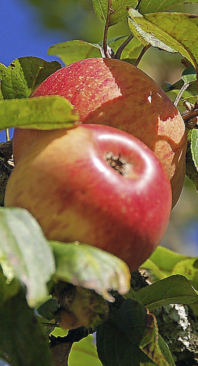 Um den Apfel dreht sich alles am Sonntag.   | Foto: Andr Hnig