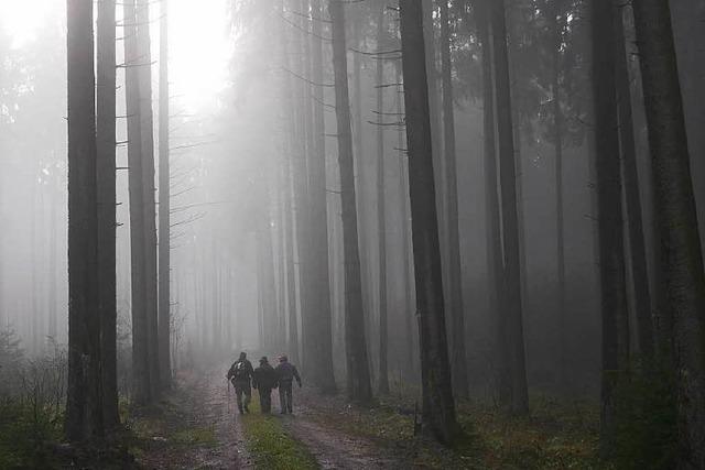 Waldinventur: Weit du, wie viel Bume stehen?