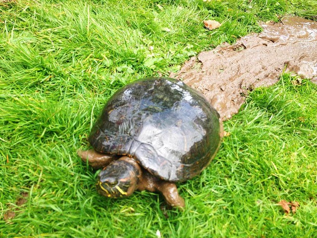 Die Rotwangenschmuckschildkrte ist an Land und in Sicherheit.  | Foto: Michael Schreiner