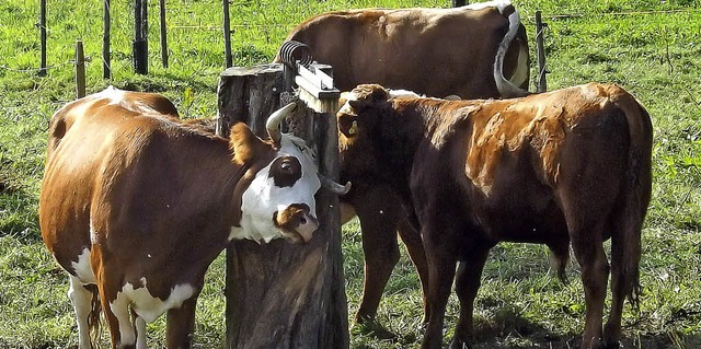 Bauern, die ihre Rinder auf der Weide ...nnen mit hheren Frdergelder rechnen.  | Foto:  WOLFGANG ADAM