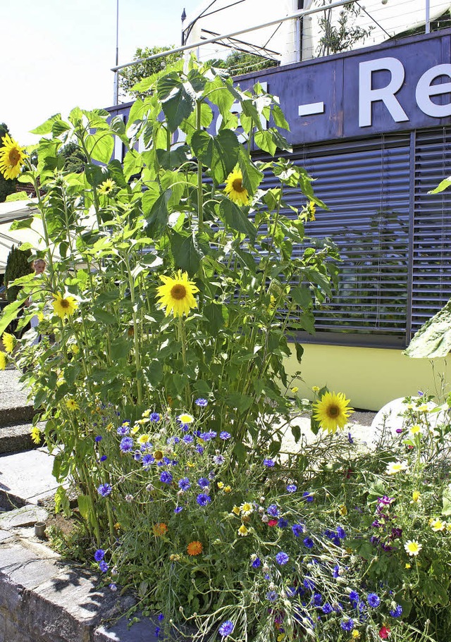 Die Sonnenblumenkerne fr die blhende...Neujahresempfang der Stadt er halten.   | Foto: zvg