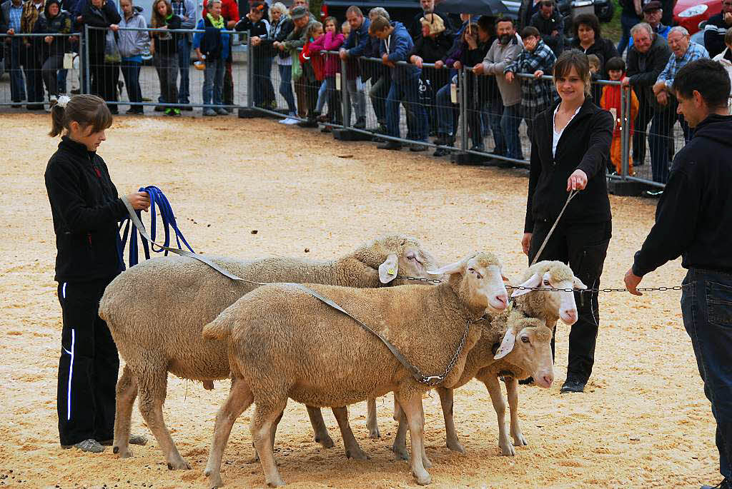 Khe, Lamas, Pferde: Beim Weideviehmarkt in Wies war in tierischer Hinsicht so einiges geboten.