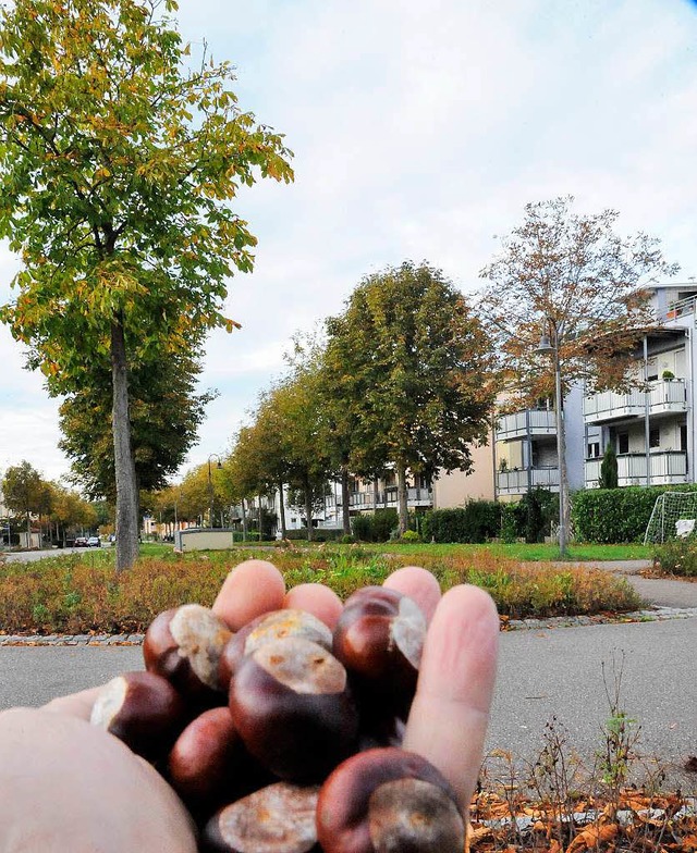 Die Bume mit den braunen Frchten gel...llee in Denzlingen auch als rgernis.   | Foto: Markus Zimmermann