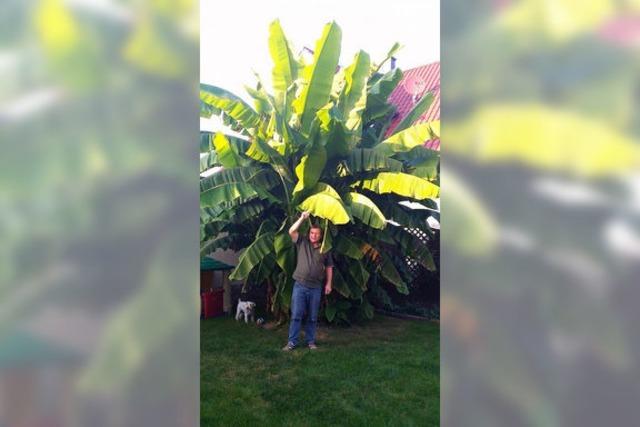 In Orschweier wächst eine Riesen-Bananenpflanze