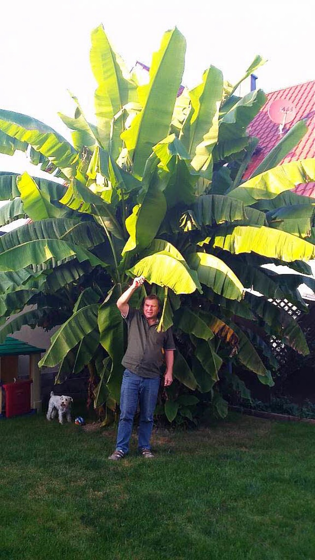 Bernd Zehe unter seiner Riesen-Bananenpflanze   | Foto: Michael Masson