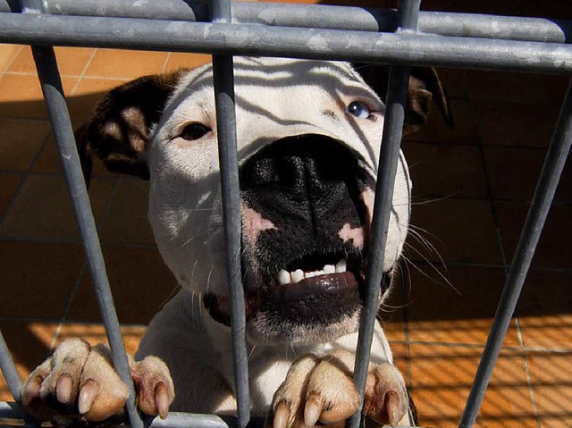Ein Pitbullterrier steht am Gitter seines Zwingers.  | Foto: dapd