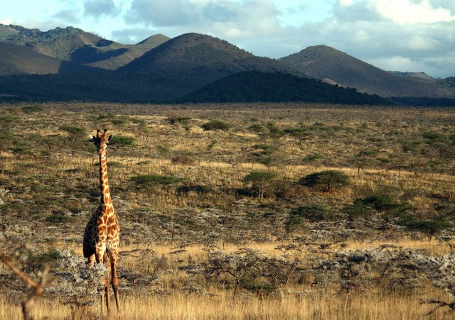 Allein auf weiter Flur: eine Giraffe i...as Kste gut mit dem Auto erreichbar.   | Foto: dpa