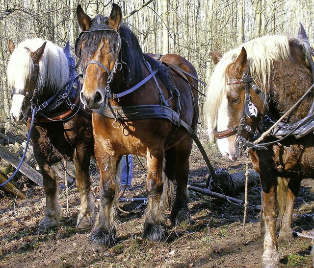 Echte Pferdestrke: Kaltblter beim Holzrcken  | Foto: Barbara Schmidt