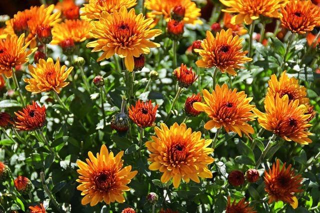 Chrysanthema in Lahr: Wer Liebe sät