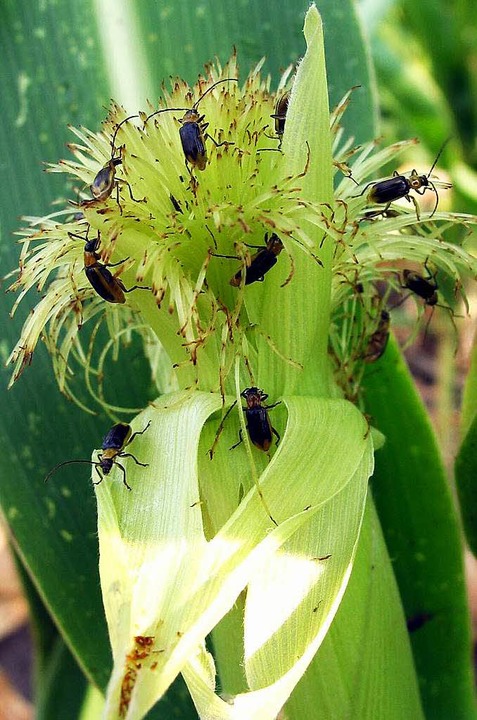 Maiswurzelbohrer befallen eine junge Maispflanze.  | Foto: dpa