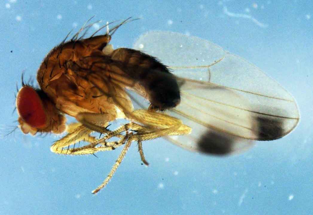 Die Kirschessigfliege machte den Winze...heim in diesem Jahr das Leben schwer.   | Foto: dpa