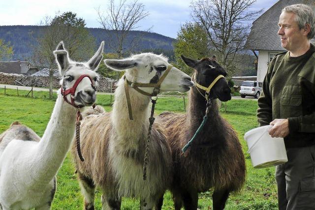 Lamas schlendern ber die Weide